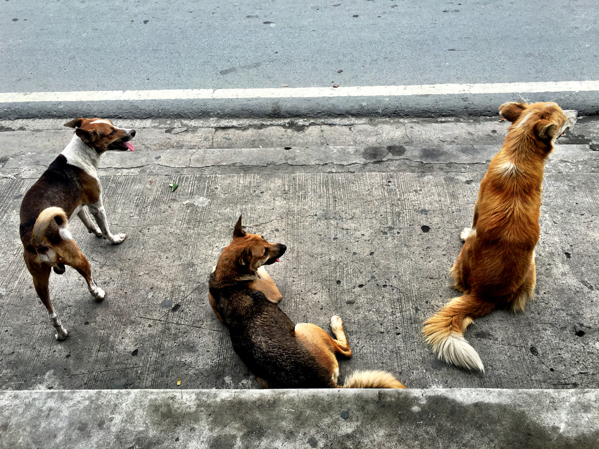 These dogs watched a fried chicken vendor s every move.